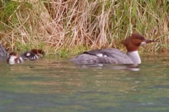 MERGANSER-FAMILY