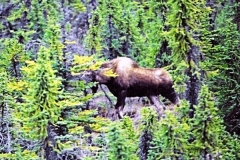 MOOSE-COOPER-LANDING