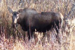 MOOSE-DEEP-CREEK-09
