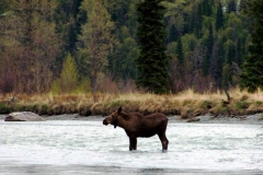 MOOSE-STANDING-IN-THE-KASILOF