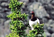 PTARMIGAN