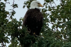 image1-1