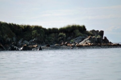 sea-lion