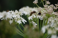 wildflower-4