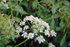 wildflower-5