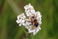 wildflower-6