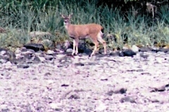 BLACK TAIL DOE, KODIAK