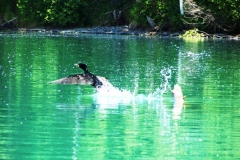 CAMERANT TAKING OFF