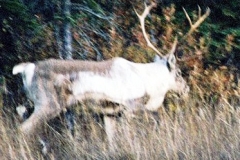 CARIBOU, SKILAK LAKE