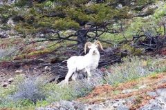 DALL SHEEP RAM