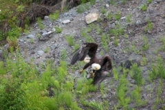 EAGLE, LEAVING WITH CATCH OVER HEAD KASILOF RIVER