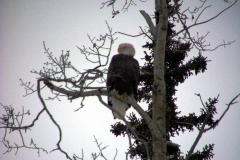 EAGLE WATCHING US M KENAI RIVER