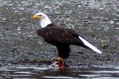 EAGLE WITH A MEAL