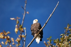 EAGLE
