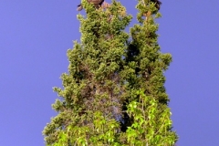 EAGLES, PAIRED IN A TREE