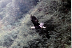 KODIAK, ZACKER BAY EAGLE FLYING