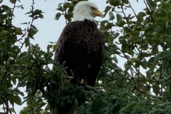 image1-1