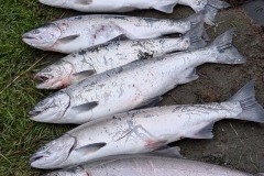 Silvers