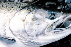 CLOSE-UP-OF-SILVER-SALMON
