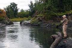 SILVER-SALMON-EVERYWHERE