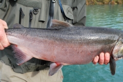 BEAUTIFUL SILVER SALMON