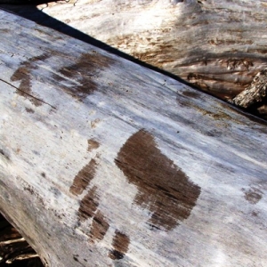 fresh bear tracks while kenai peninsula steelhead fishing