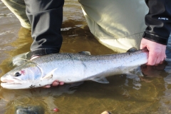2009-fish-pics-034