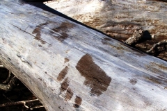 fresh-bear-tracks-while-kenai-peninsula-steelhead-fishing