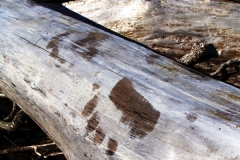 fresh bear tracks while kenai peninsula steelhead fishing