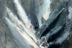 1_image1