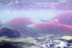 Copy-of-croyle-group-08-043