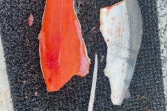 image1-1