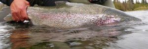 KENAI RIVER RAINBOW TROUT