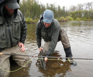 kenai peninsula steelhead fishing guide