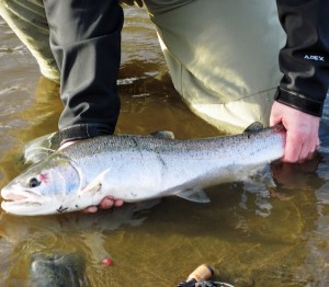 kenai peninsula steelhead fishing guide