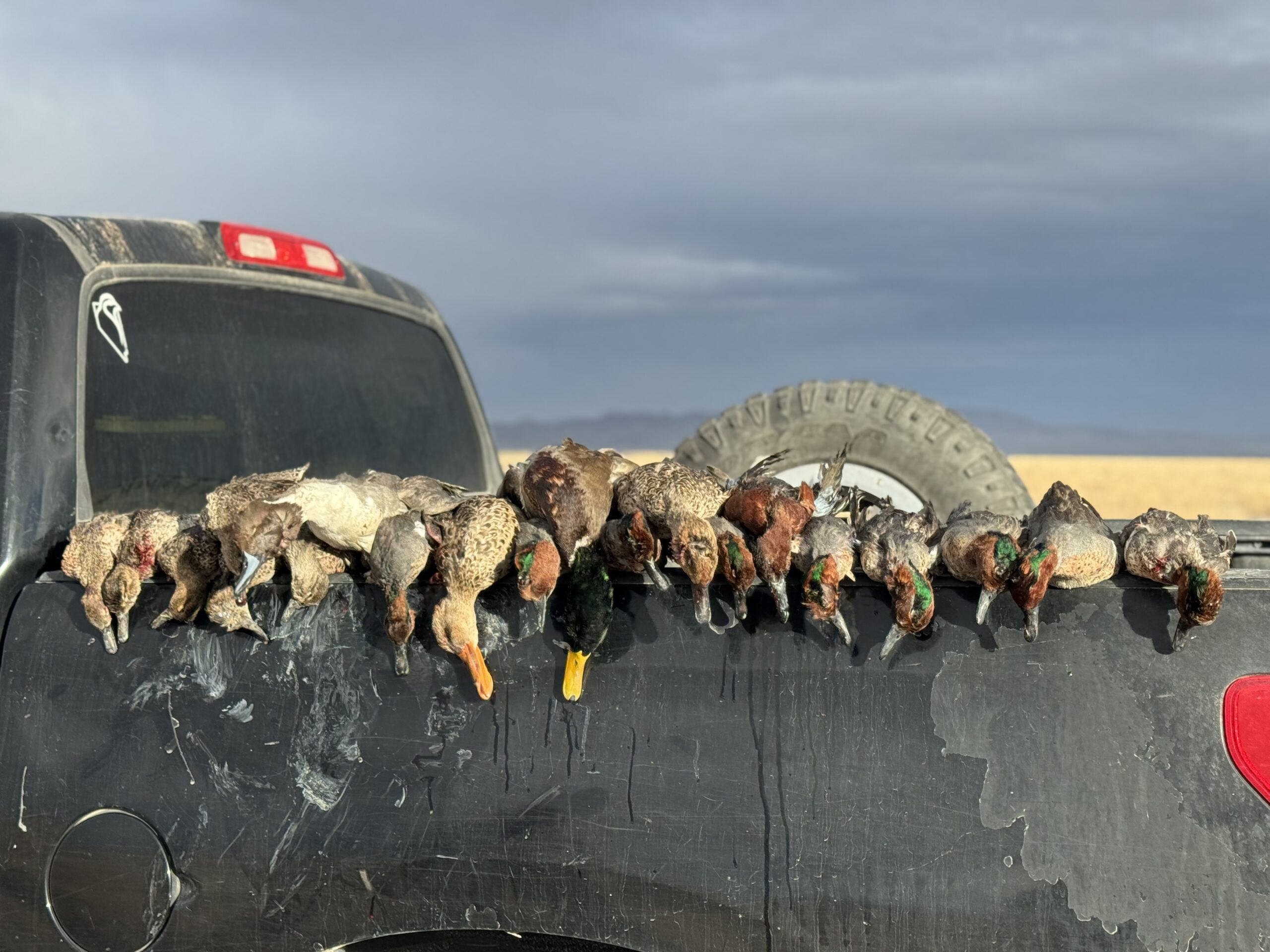 Season’s Greetings from Drifting On The Fly, Lodging and Guided Fishing!