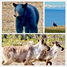 Alaska wildlife and lodge scenery
