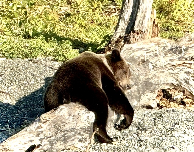 The Wildlife Sighting Perks of Fishing on the Kenai & Kasilof Rivers